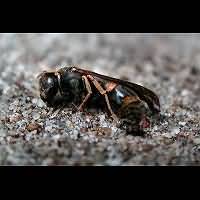 picture Mason Wasp