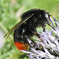 picture of Red-tailed Bumblebee