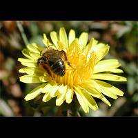 picture Andrena tibialis
