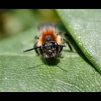picture Andrena varians
